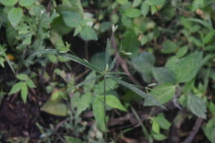 Cyperus albostriatus