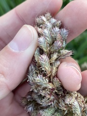 Amaranthus retroflexus