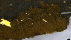 Trichaleurina tenuispora