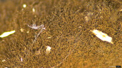 Trichaleurina tenuispora