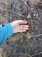 Equisetum variegatum