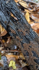 Trichaleurina tenuispora