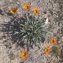 Gazania