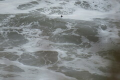 Melanitta perspicillata