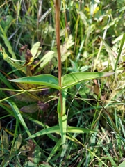 Gentiana rubricaulis