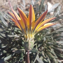 Gazania