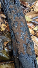 Trichaleurina tenuispora