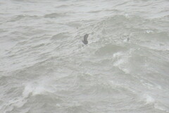 Melanitta perspicillata