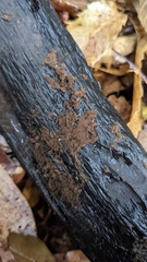 Trichaleurina tenuispora