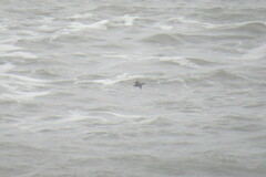 Melanitta perspicillata