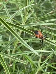 Gminatus australis