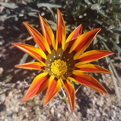 Gazania