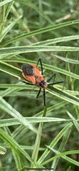 Gminatus australis
