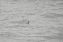 Melanitta perspicillata