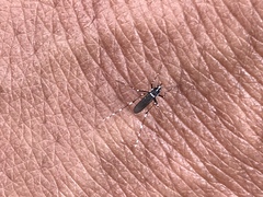 Aedes albopictus