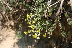 Potentilla incana