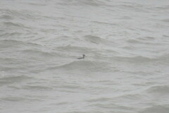 Melanitta perspicillata