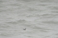 Melanitta perspicillata