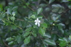 Murraya paniculata image