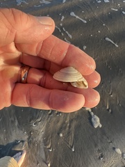 Architectonica nobilis