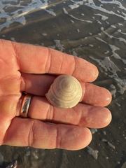 Architectonica nobilis