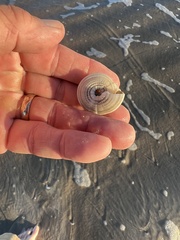 Architectonica nobilis