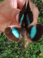 Archaeoprepona demophoon gulina