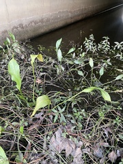 Alisma lanceolatum
