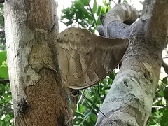 Archaeoprepona demophoon gulina