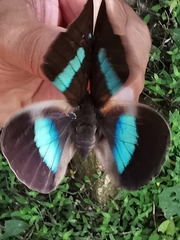 Archaeoprepona demophoon gulina