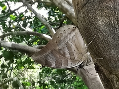Archaeoprepona demophoon gulina