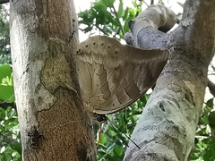 Archaeoprepona demophoon gulina