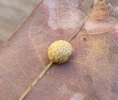 Acraspis pezomachoides