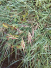 Bouteloua repens