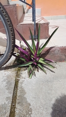 Tradescantia spathacea