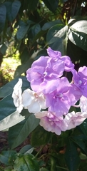 Brunfelsia pauciflora