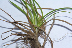 Carex resectans