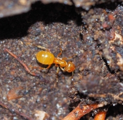 Acanthomyops