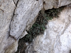 Myriopteris parryi