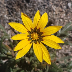 Gazania