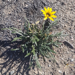 Gazania