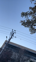 Amazona viridigenalis