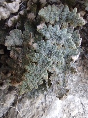 Myriopteris parryi