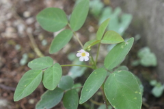Oxalis barrelieri