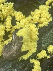 Chrysothrix xanthina