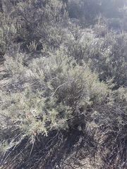 Artemisia californica