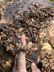 Taeniotes marmoratus