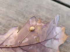 Acraspis pezomachoides