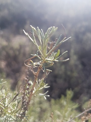 Artemisia californica