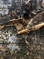 Taeniotes marmoratus